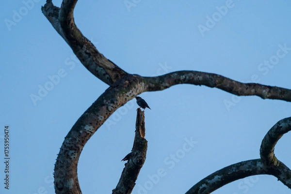 Fototapeta Small Birds Perched on Broken Tree Stump Framed by Curved Branches