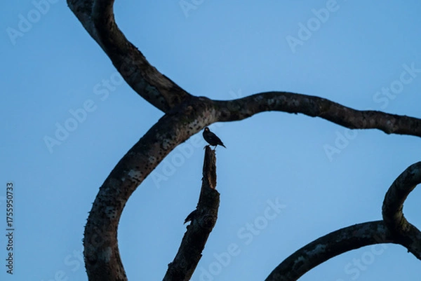 Fototapeta Small Birds Perched on Broken Tree Stump Framed by Curved Branches
