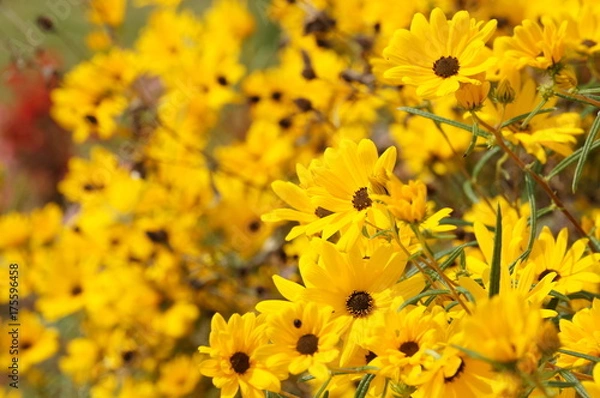 Obraz ヤナギバヒマワリの黄色い花