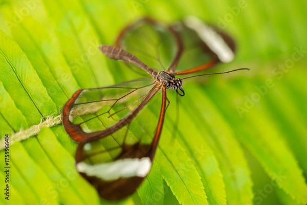 Obraz Close-up macro of a glasswing butterfly Greta oto resting on a green leaf. The image shows the transparent wings with delicate brown and white edges, highlighting the beauty and fragility of this