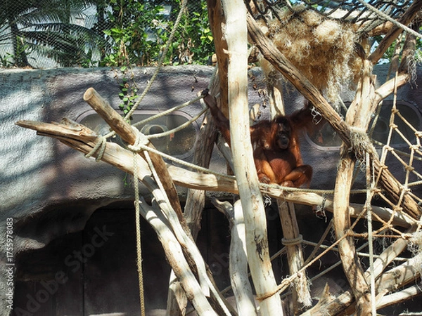 Fototapeta Orangutan resting among wooden branches in zoo enclosure