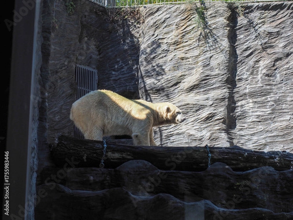 Fototapeta Polar bear walking on rock structure in zoo enclosure