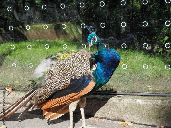 Fototapeta Curious peacock looking at camera in outdoor zoo