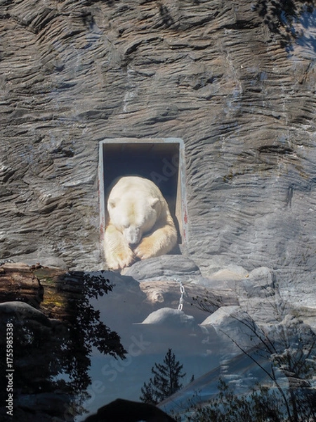 Fototapeta Polar bear sitting in rock cave enclosure at zoo