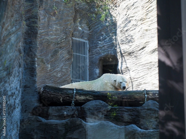 Fototapeta Polar bear resting on rock ledge in zoo enclosure