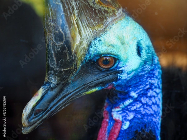 Fototapeta Close-up portrait of a cassowary with vibrant colors