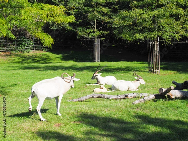 Fototapeta Group of scimitar-horned oryx resting on green field