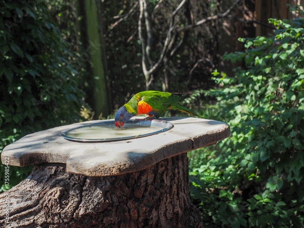 Fototapeta Rainbow lorikeet drinking from dish in sunlight