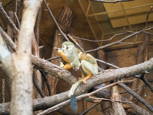 Fototapeta Pair of squirrel monkeys sitting on tree branches