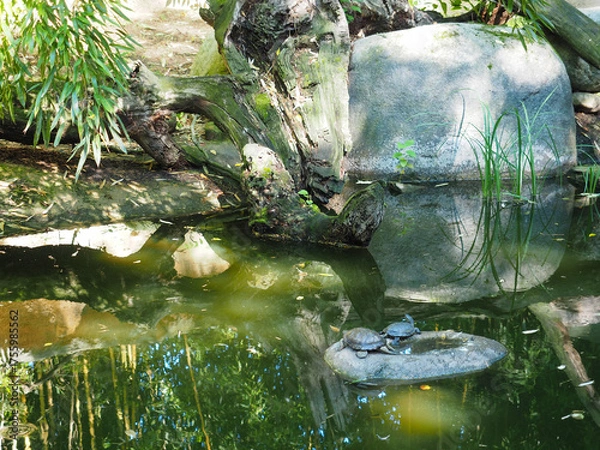 Fototapeta Turtles sunbathing on stone in green pond surrounded by trees
