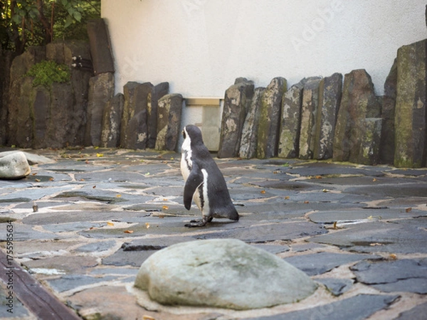 Fototapeta Penguin walking on rocky surface in outdoor enclosure