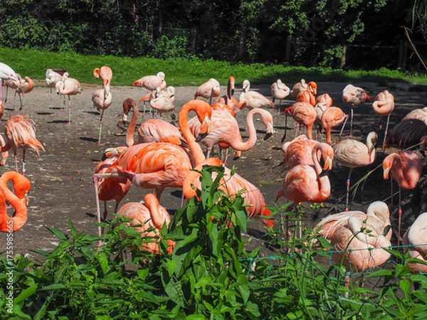 Fototapeta Group of pink flamingos gathered under sunlight in zoo habitat
