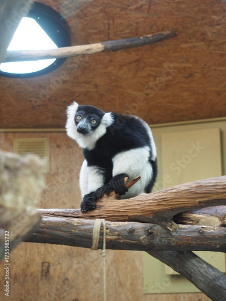 Fototapeta Lemur looking at camera while sitting on tree branch