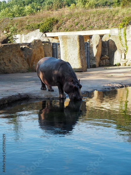 Fototapeta Hippopotamus drinking water in rocky zoo habitat
