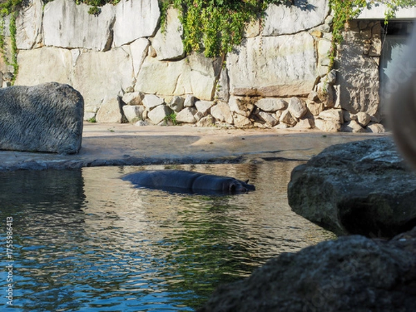 Fototapeta Hippopotamus resting in water at zoo habitat