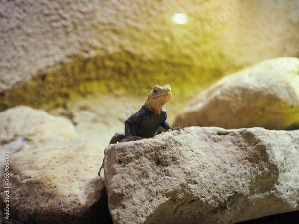 Fototapeta Small lizard perched on rock in warm desert terrarium