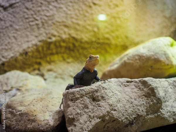Fototapeta Lizard basking on stone under warm terrarium light