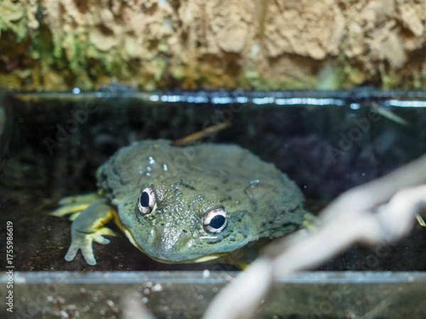 Fototapeta Large frog resting in shallow water close-up