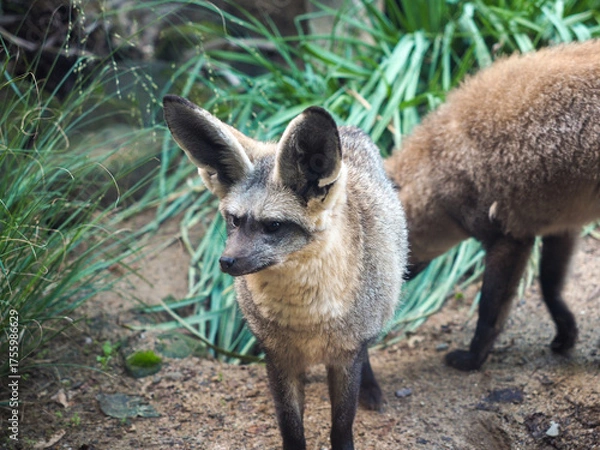 Fototapeta Bat-eared fox standing alert on sandy ground