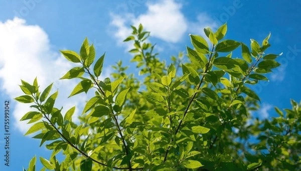 Fototapeta Fresh green foliage against a clear blue sky