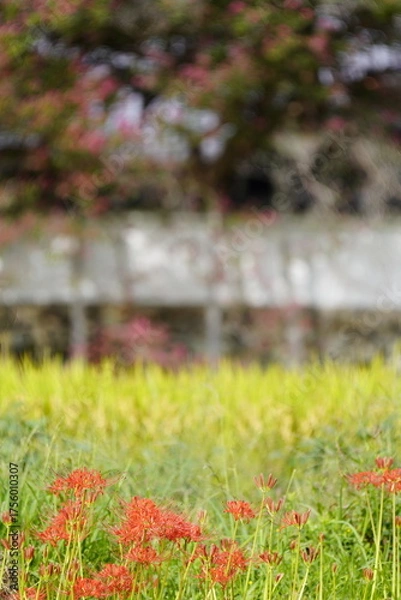 Obraz 彼岸花咲く葛城古道