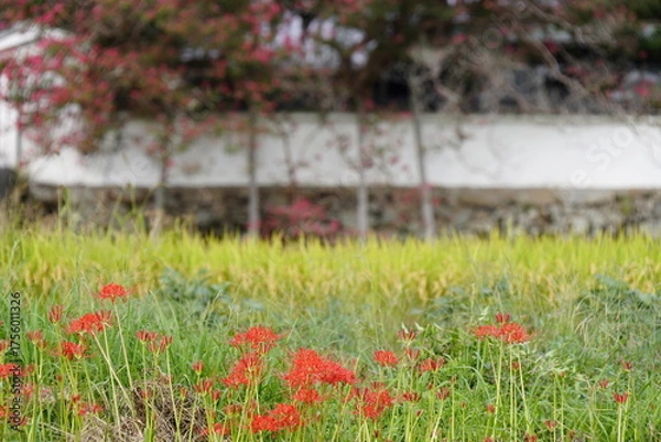 Obraz 彼岸花咲く葛城古道