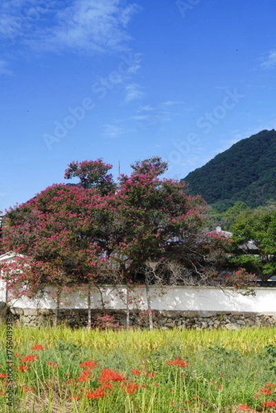 Obraz 彼岸花咲く葛城古道