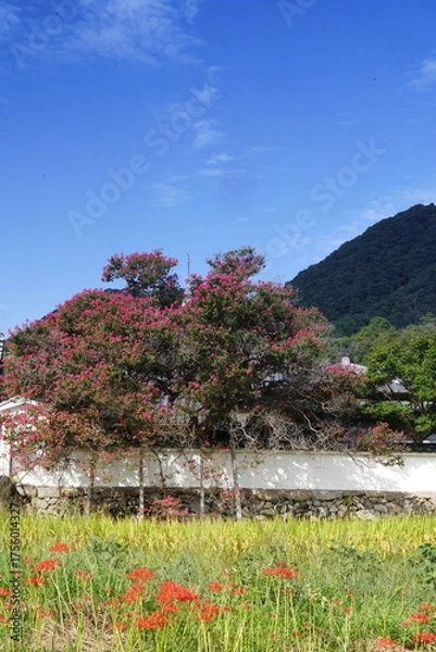 Obraz 彼岸花咲く葛城古道