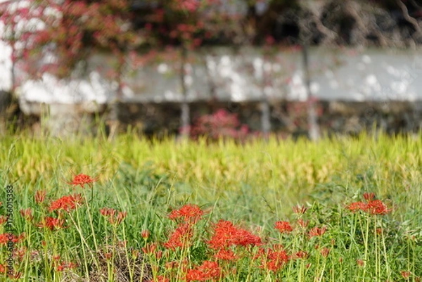 Obraz 彼岸花咲く葛城古道