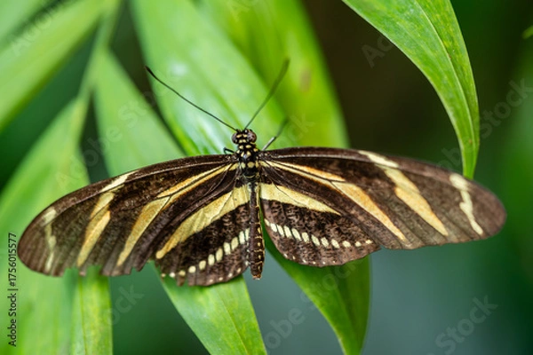 Fototapeta Zebra Longwing butterfly Heliconius charithonia with black wings and bright yellow stripes, native to the Americas. Elegant and slender, often seen fluttering among tropical flowers. High quality
