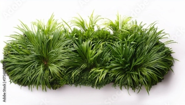 Fototapeta Green Flower Bed With Grasses N Beautiful Top View With White Background