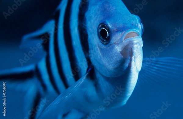 Obraz scissor tail sergeant fish