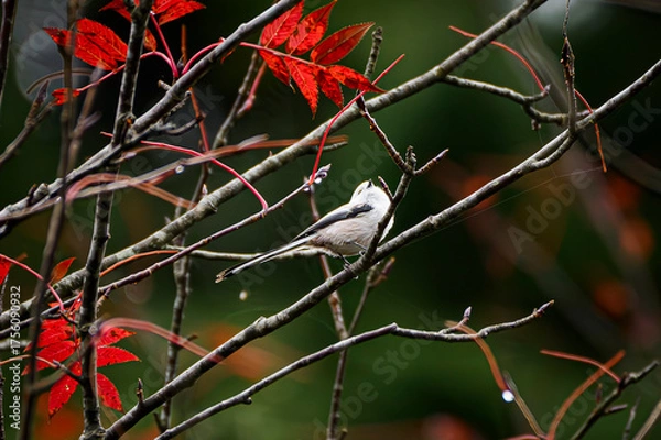 Obraz red backed shrike