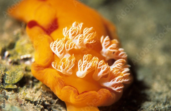 Obraz spanish dancer nudibranch