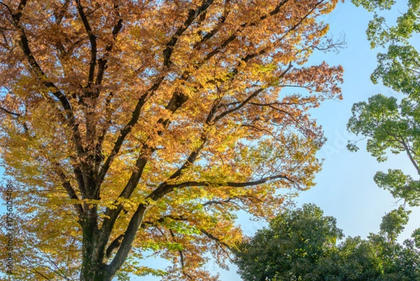 Fototapeta 秋の空に映える紅葉