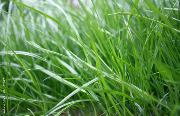 Fototapeta green grass