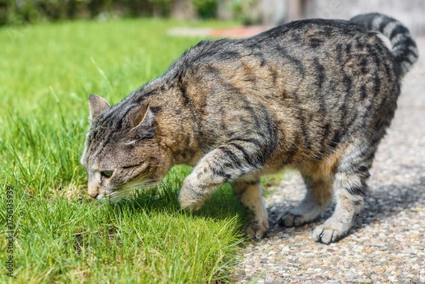 Obraz Tabby cat searching for something in the grass