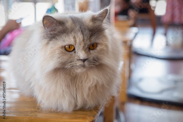 Fototapeta Maine coon cat sitting on wood table in cat cafe