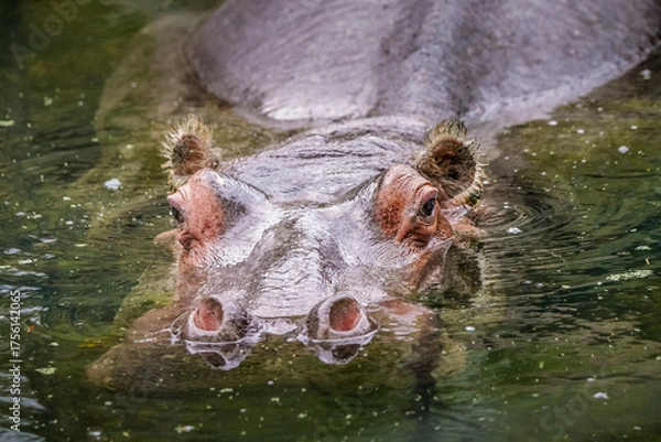 Fototapeta A powerful hippopotamus emerges from the water, its eyes and ears just above the surface as it gazes directly at the viewer. The calm ripples around the animal contrast with its massive presence.