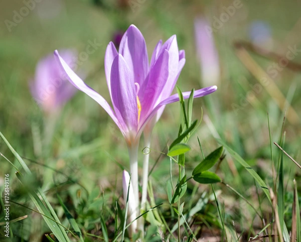 Fototapeta spring crocus flowers