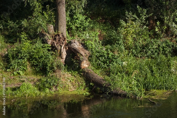Obraz Fallen tree on the river bank