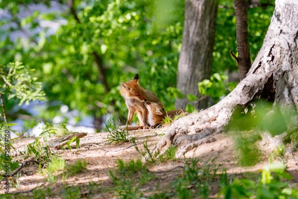 Obraz 初夏の北海道で寄り添う子ギツネと親ギツネ	