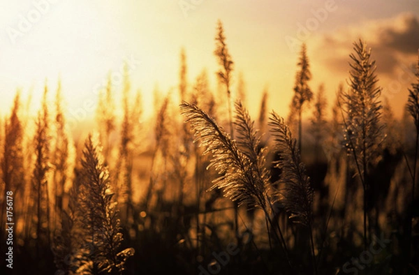 Obraz sunset sugar cane