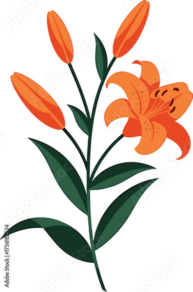 Obraz Orange Lily Flower with Buds and Green Leaves on White Background bloom blossom