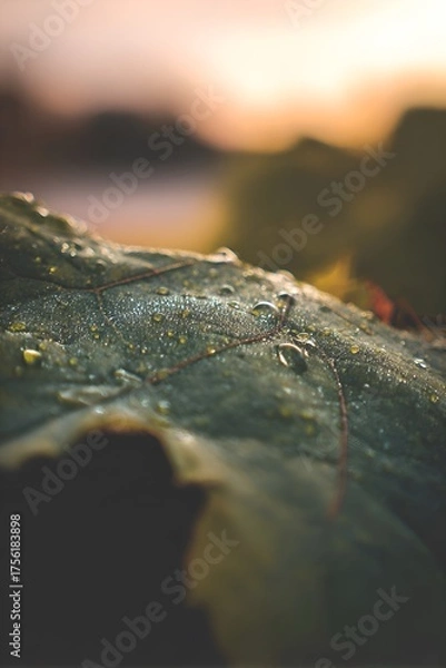 Fototapeta Macro leaf with dew drops in warm sunset light