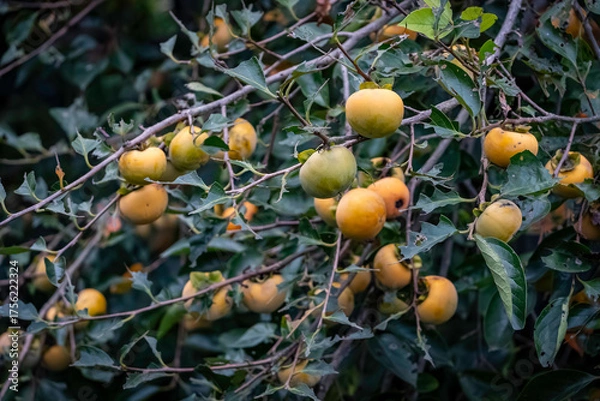 Fototapeta たわわに実る柿