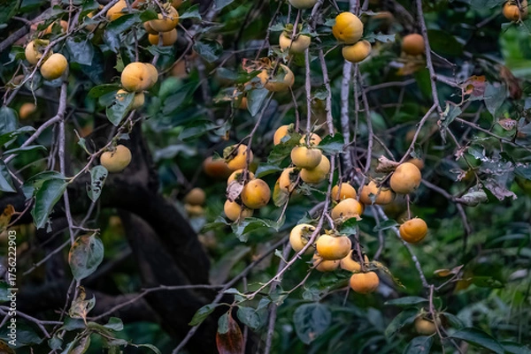 Fototapeta たわわに実る柿