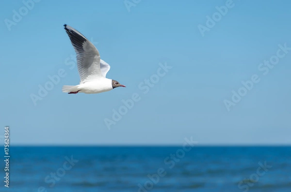 Fototapeta Möwe fliegend vor Horizont