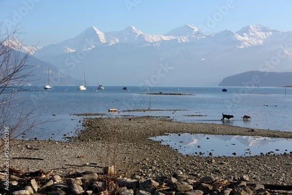 Obraz A tranquil autumn scene at Lake Thun, Switzerland, with dogs playing on the shore and boats on the calm water, surrounded by the Swiss Alps.