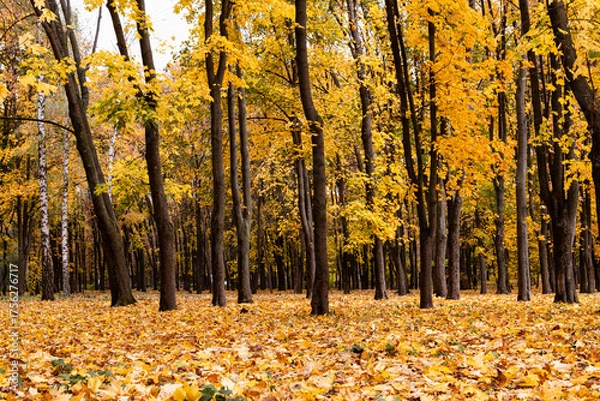 Obraz Autumn yellow-gold landscape in a park on a sunny morning